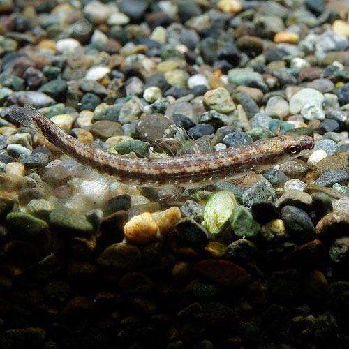 ���꡼��������ƥȥ顡�ꥪ�ץ�åȡ���ɤ����Wild�ɡ���(Ǯ�ӵ�)