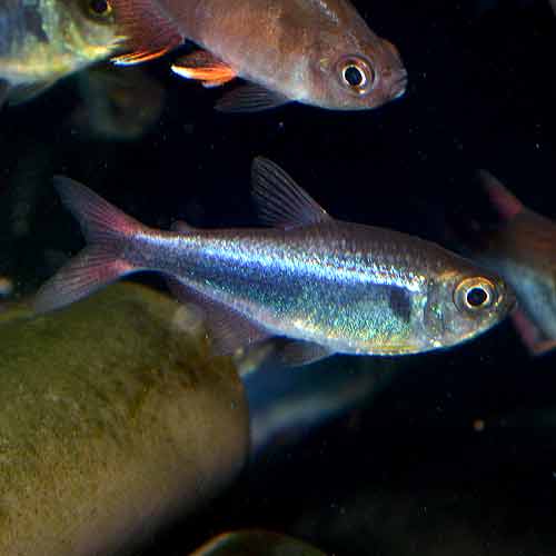 �ե��饬�ƥȥ顡wild��5ɤ��(Ǯ�ӵ�)