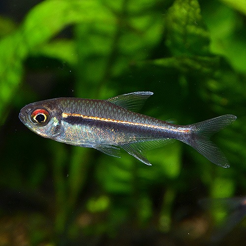 �ϥ��ե����֥ꥳ�󡦥إƥ���֥ɥ�����5ɤ(Ǯ�ӵ�)