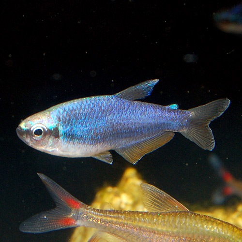 インパクティスケリー スーパーブルー 3匹 熱帯魚 熱帯魚 エビ 珍カラ 熱帯魚 海水魚 通販ショップ アクアライズ