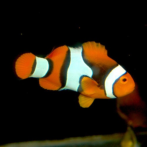 ペルクラクラウン 海水魚 海水魚 サンゴ クマノミ 熱帯魚 海水魚 通販ショップ アクアライズ