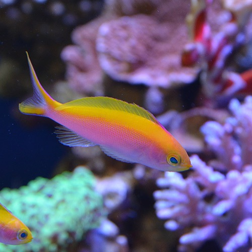 バートレットアンティアス マーシャル産 M Lサイズ 海水魚 海水魚 サンゴ ハナダイ 熱帯魚 海水魚 通販ショップ アクアライズ バートレットアンティアス マーシャル産 M Lサイズ 海水魚 海水魚 サンゴ ハナダイ 熱帯魚 海水魚 通販ショップ アクアライズ