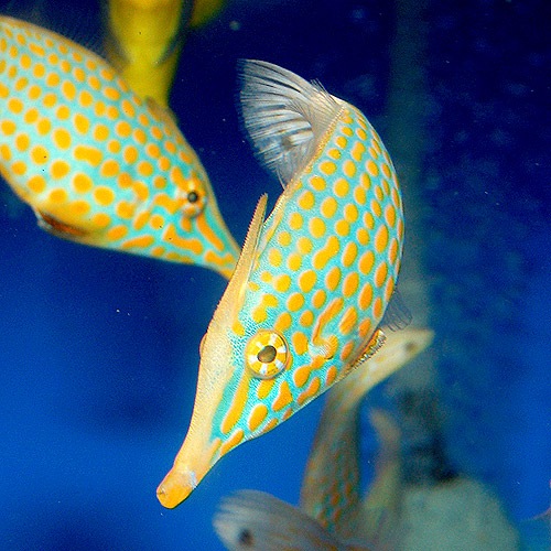 テングカワハギ 海水魚 海水魚 サンゴ フグ イザリ マツカサ 熱帯魚 海水魚 通販ショップ アクアライズ テングカワハギ 海水魚 海水魚 サンゴ フグ イザリ マツカサ 熱帯魚 海水魚 通販ショップ アクアライズ