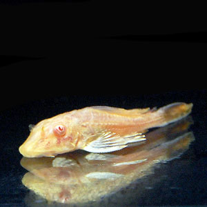 最強コケ取りプレコセット マーブルセルフィンプレコ アルビノ セルフィンプレコ 熱帯魚 大型魚 プレコ 生餌 プレコ 熱帯魚 海水魚 通販ショップ アクアライズ