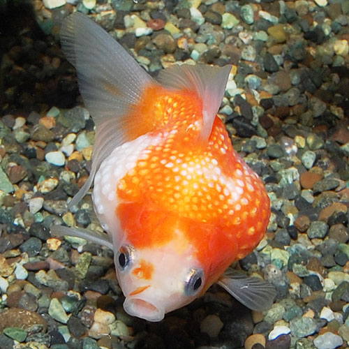 �ԥ�ݥ�ѡ��롡3ɤ��2ɤ+1ɤ�����ӥ���(����������)