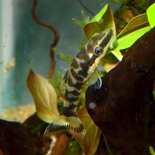 ニューゼブラオトシン 3匹 熱帯魚 熱帯魚 エビ ラスボラ 他小型魚 熱帯魚 海水魚 通販ショップ アクアライズ