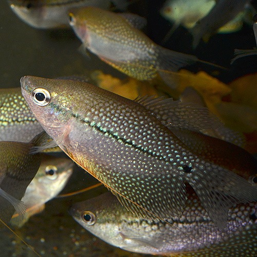 �ѡ��륰��ߡ���ML��L��������1ɤ (Ǯ�ӵ�)