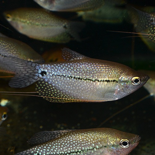 �ѡ��륰��ߡ���ML��L��������3ɤ (Ǯ�ӵ�)