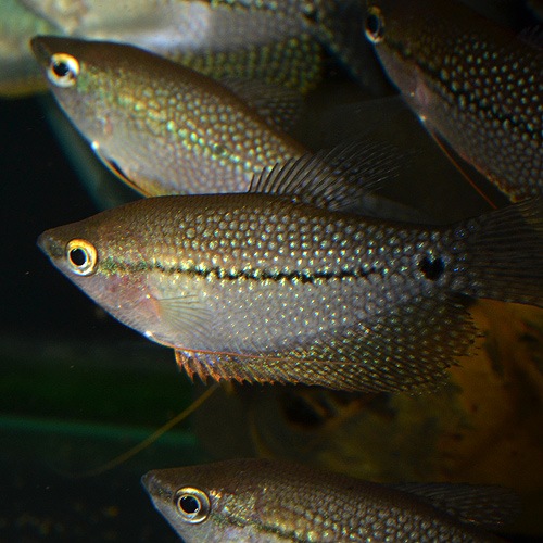 �ѡ��륰��ߡ���ML��L��������3ɤ (Ǯ�ӵ�)