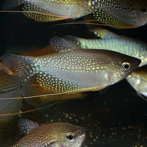 �ѡ��륰��ߡ���ML��L��������3ɤ (Ǯ�ӵ�)