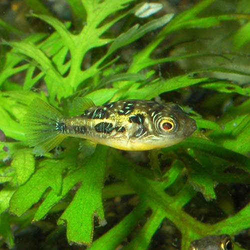 ���٥ˡ��ѥե�����S��������1ɤ (Ǯ�ӵ�)