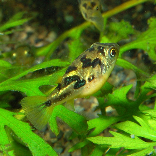 ���٥ˡ��ѥե�����S��������1ɤ (Ǯ�ӵ�)