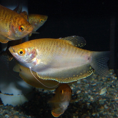 ������ǥ󥰥�ߡ���M��L��������1ɤ(Ǯ�ӵ�)