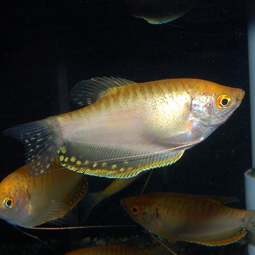 ������ǥ󥰥�ߡ���M��L��������1ɤ(Ǯ�ӵ�)