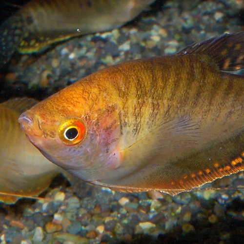 ������ǥ󥰥�ߡ���M��L��������1ɤ(Ǯ�ӵ�)