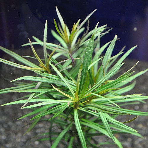 �������ץ���  ���Уϣԡ�(����)