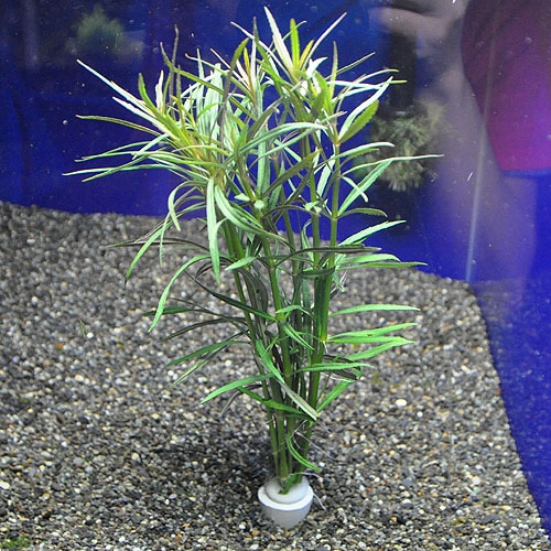 �������ץ���  ���Уϣԡ�(����)