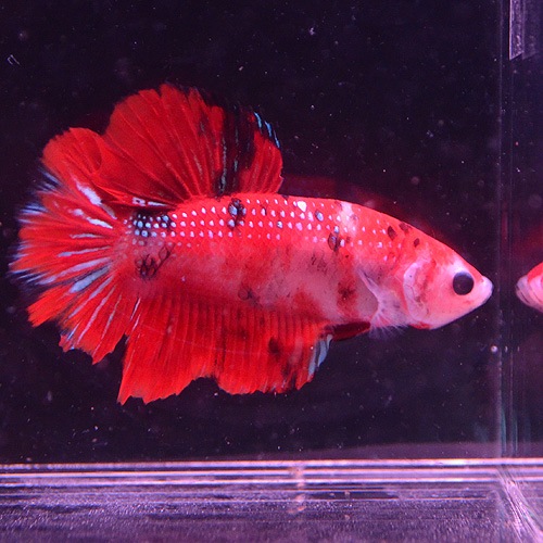 �ڤ��ޤ����ۥ��硼�٥����ޥ�����顼�ץ饬�åȡ�(Ǯ�ӵ�)