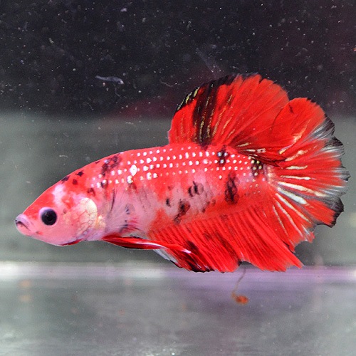 �ڤ��ޤ����ۥ��硼�٥����ޥ�����顼�ץ饬�åȡ�(Ǯ�ӵ�)