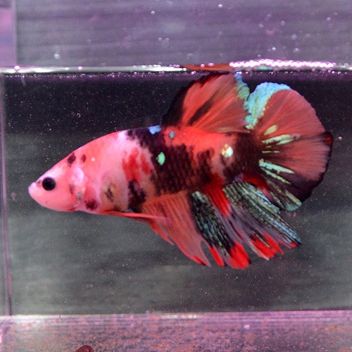 �ڤ��ޤ����ۥ��硼�٥����ޥ�����顼�ץ饬�åȡ�(Ǯ�ӵ�)