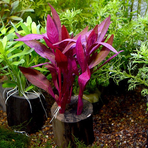 ��åɥ��饹�������ݥå�  1Pot��(����)