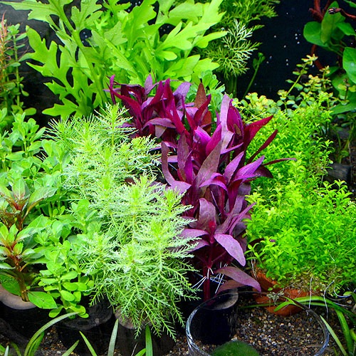 ��åɥ��饹�������ݥå�  1Pot��(����)