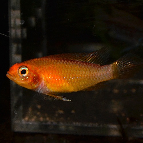 Ap���������������ե����䡼��åɡ�1Pr���Ȳ��֥꡼�ɡ� ��(Ǯ�ӵ�)