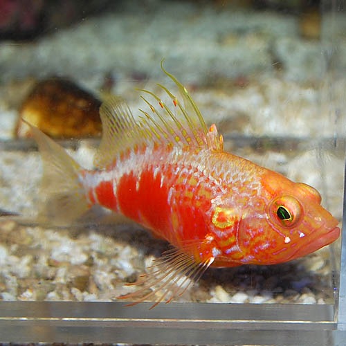 オシャレハナダイ 2706a 海水魚 海水魚 サンゴ ハタ メギス テンジク アジ 熱帯魚 海水魚 通販ショップ アクアライズ オシャレハナダイ 2706a 海水魚 海水魚 サンゴ ハタ メギス テンジク アジ 熱帯魚 海水魚 通販ショップ アクアライズ