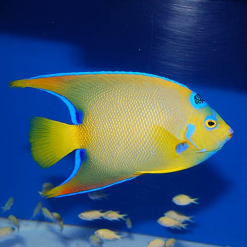 クイーンエンゼル カリブ産 Ml Lサイズ 2809m 海水魚 海水魚 サンゴ ヤッコ 大型 熱帯魚 海水魚 通販ショップ アクアライズ