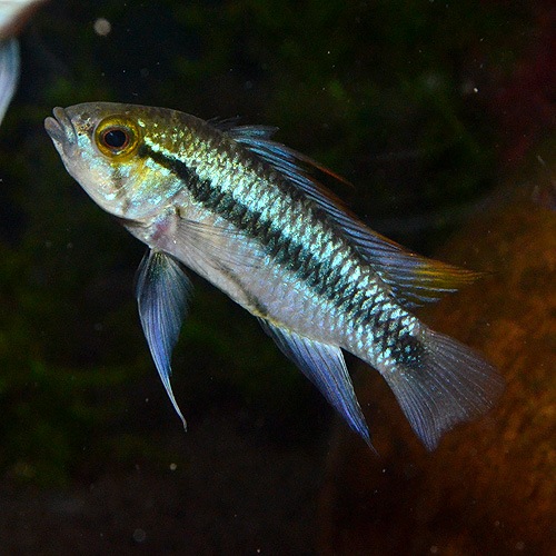 Ap���ȥ�ե�������������1pr���ȥѥ󥿥ʡ���ɡ��磻��ɸ��Ρ�(Ǯ�ӵ�)