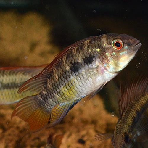 Ap��sp�֥饤�ȥӥ�ǥ󡡥磻��ɡ��� (Ǯ�ӵ�)