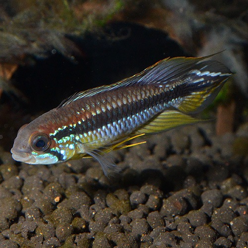 Ap�����������������쥤����1Pr���ȣף����(Ǯ�ӵ�)