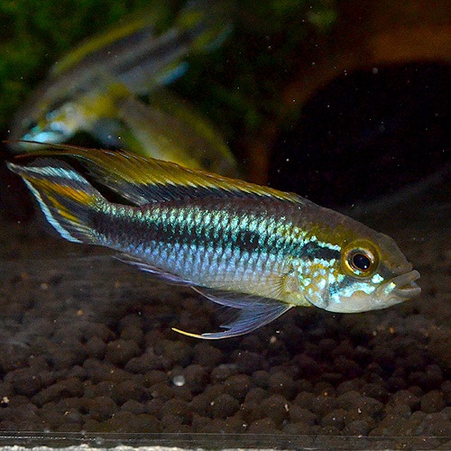 Ap������������ ���֥롼ML��L��������1Pr���ȥڥ롼��w����ɡ�(Ǯ�ӵ�)