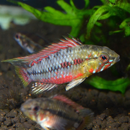 Ap���ۥ󥰥������������ѡ���åɡ��ʲ����֥꡼�ɡˡ��ڥ�����Ǯ�ӵ�)