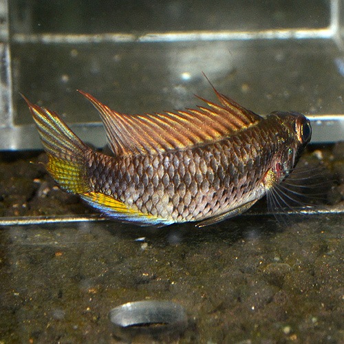 Ap��sp�֥饤�ȥӥ�ǥ󡡥�����إ��֥꡼�ɡ�1Pr 2625sp (Ǯ�ӵ�)