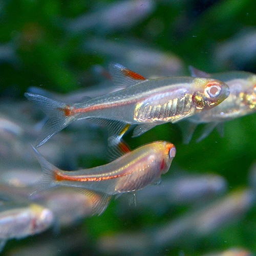 グローライトテトラの魚種プロフィール