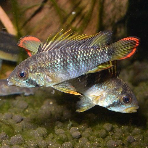 Ap������50�ʥХ��󥹥ҡˡ��ڥ롼�����ޥ���������1pr��(Ǯ�ӵ�)