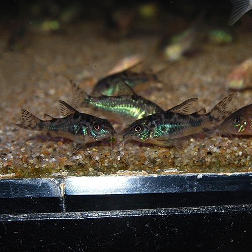 Co.�ѥ쥢�����ʥ֥꡼�ɸ��Ρˡ�1ɤ(Ǯ�ӵ�)