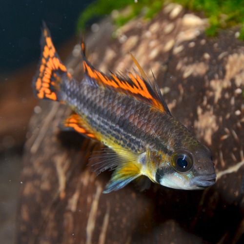 Ap カカトゥオイデス ダブルレッド ペア 欧州ブリード 熱帯魚 熱帯魚 エビ アピスト ドワーフ 熱帯魚 海水魚 通販ショップ アクアライズ