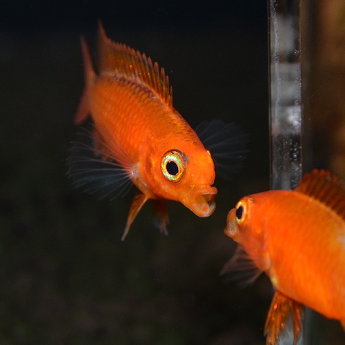 Ap�������������������ѡ��ե����䡼��åɡ�1Pr���Ȳ��֥꡼�ɡ� ��(Ǯ�ӵ�)