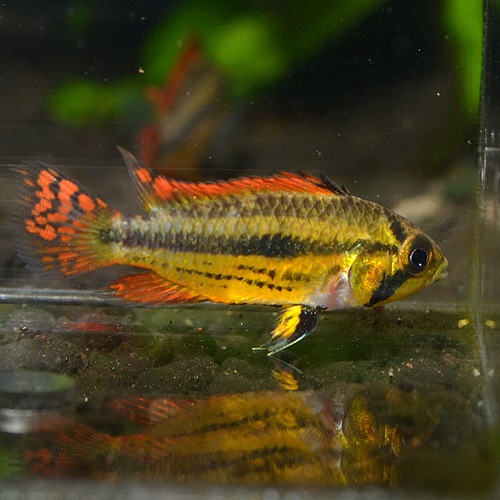 Ap カカトゥオイデス トリプルレッド 1pr ウィルヘルムブリード 熱帯魚 熱帯魚 エビ アピスト ドワーフ 熱帯魚 海水魚 通販ショップ アクアライズ