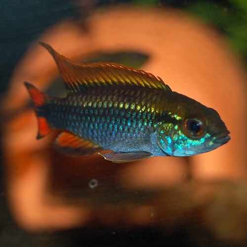 Ap֥åɡȲ֥꡼ɡɡ1Pr(Ǯӵ)