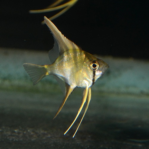 ���륿�२�󥼥�  SS��S��������5ɤ(Ǯ�ӵ�)