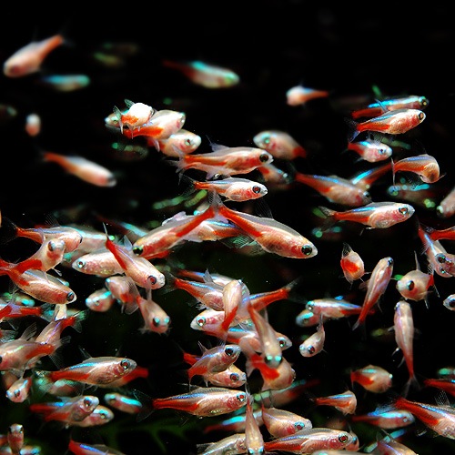 アルビノ・ネオンテトラ 1匹 (熱帯魚) | 熱帯魚・エビ,カラシン