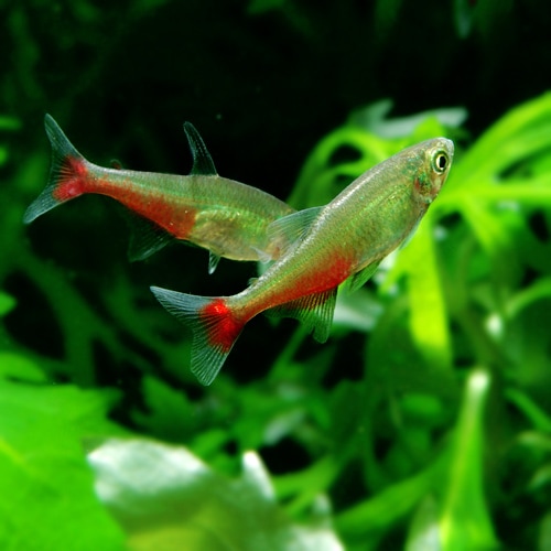 グリーンファイヤーテトラ 1匹 熱帯魚 熱帯魚 エビ カラシン テトラ 熱帯魚 海水魚 通販ショップ アクアライズ