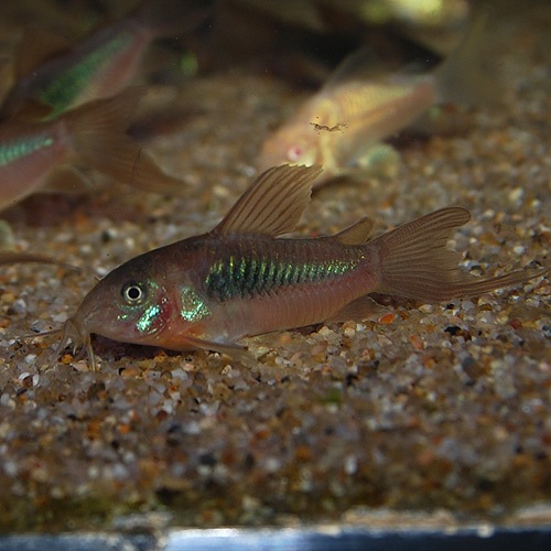 Co.ͥʥ֥꡼ɸΡ1ɤ(Ǯӵ)