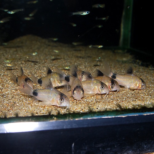 Co.�ѥ���ʥ磻��ɸ��Ρ�(Ǯ�ӵ�)