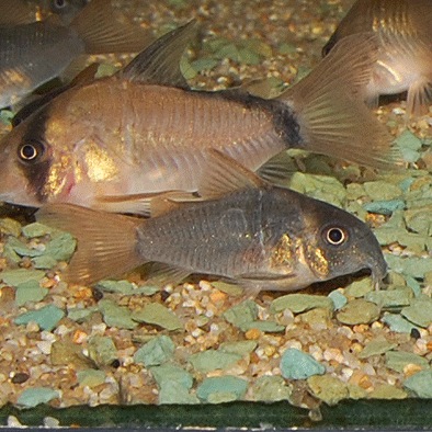 Co.���󥳥�����ʥ磻��ɸ��Ρ�1ɤ��Ǯ�ӵ���