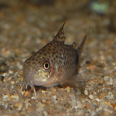 Co.�����ǥ��ޥ���顼�����ʥ֥꡼�ɡˡ�Ǯ�ӵ���