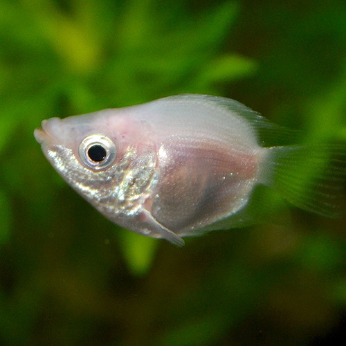 �Х롼�󥭥å��󥰥���ߡ���1ɤ��(Ǯ�ӵ�)